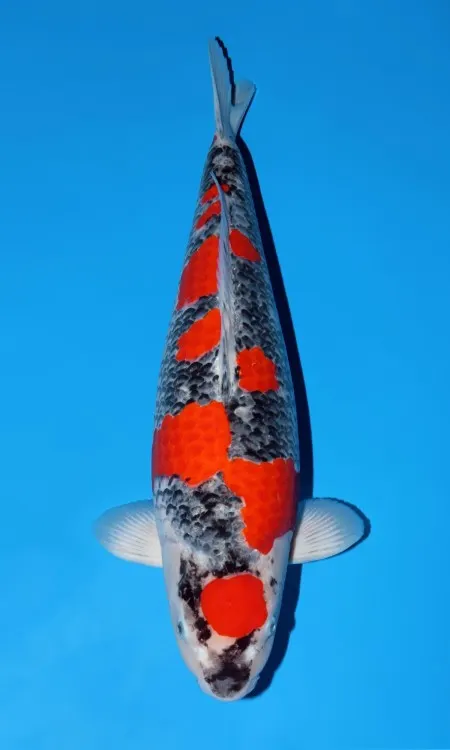 Grand Champion B All Japan Young Koi Show 2026 | Owner: Herbert Fritch
