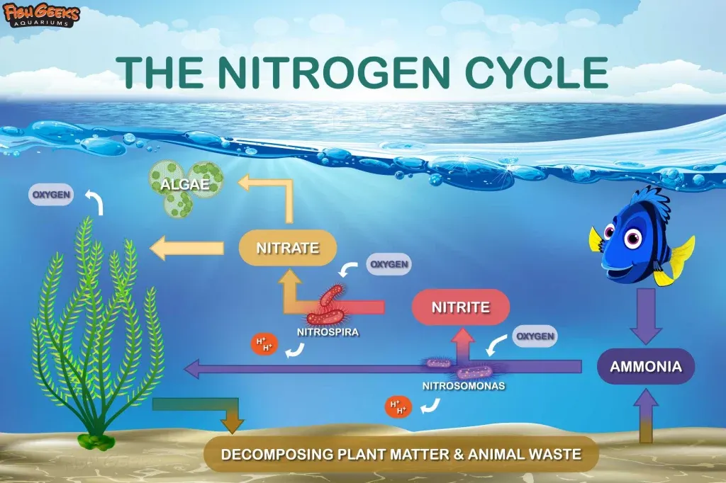 Nitrogen-Cycle-Graphic_1920x1279-1024x682