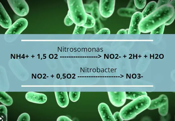 nitrosomonas