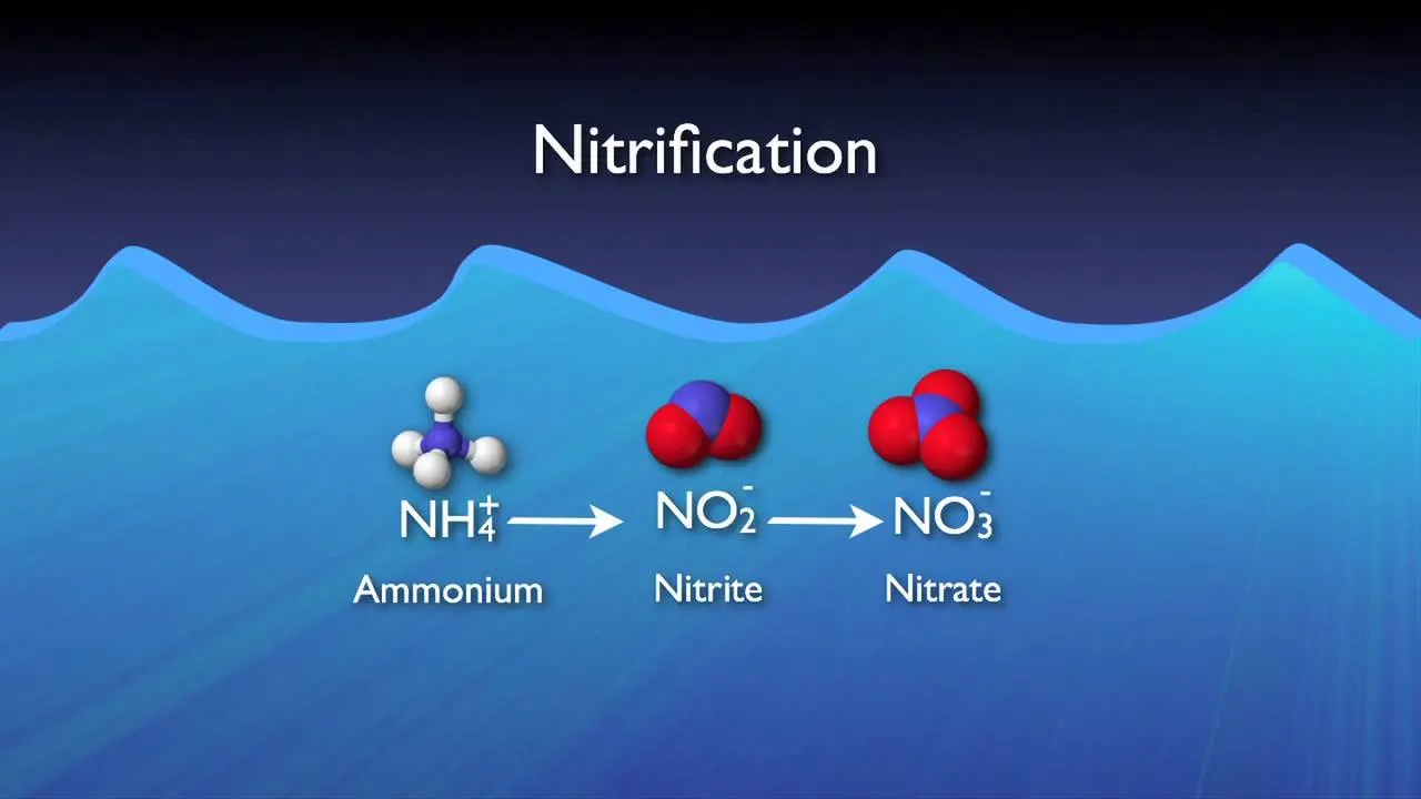 Nitrification