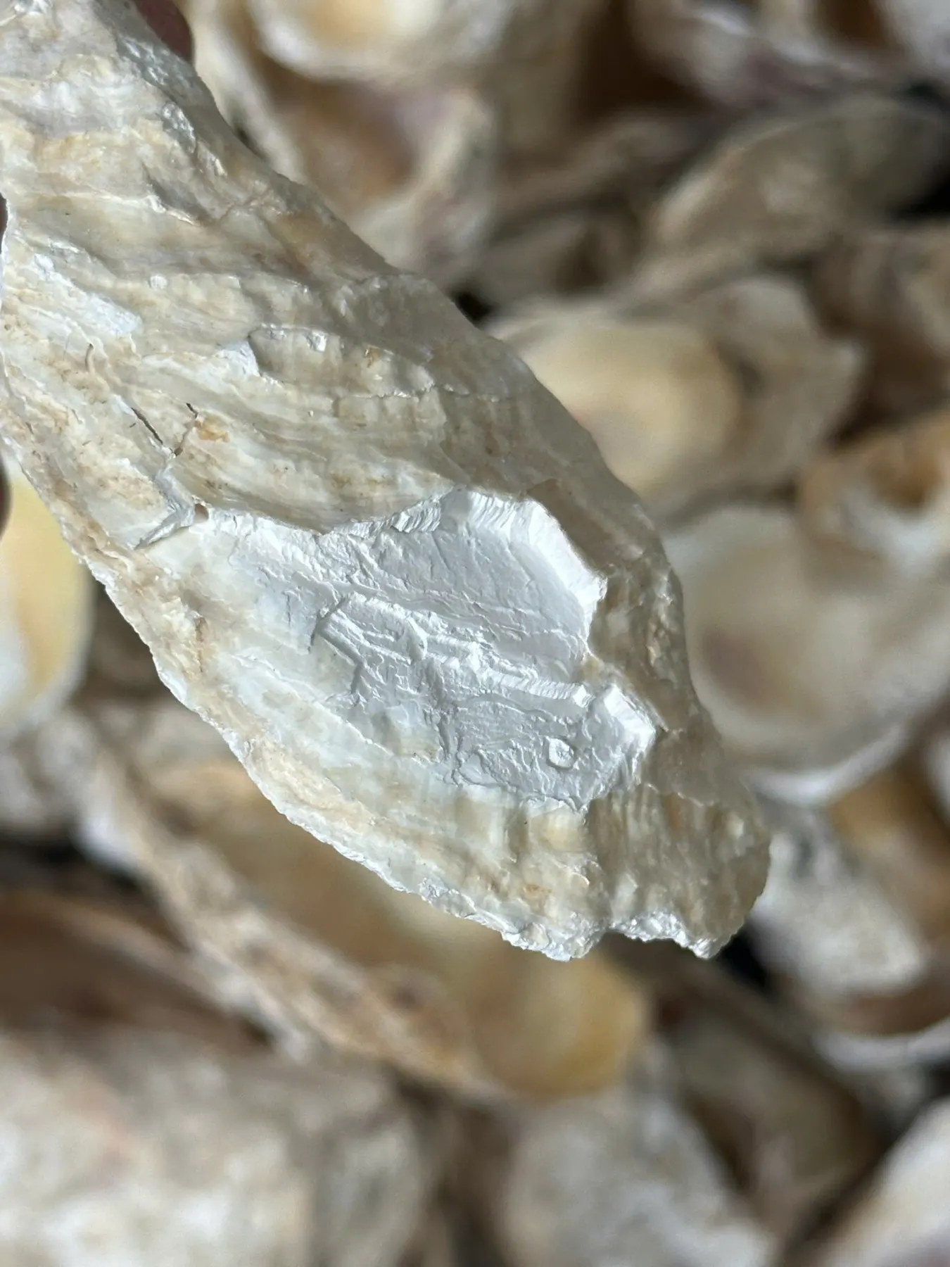 vỏ hàu