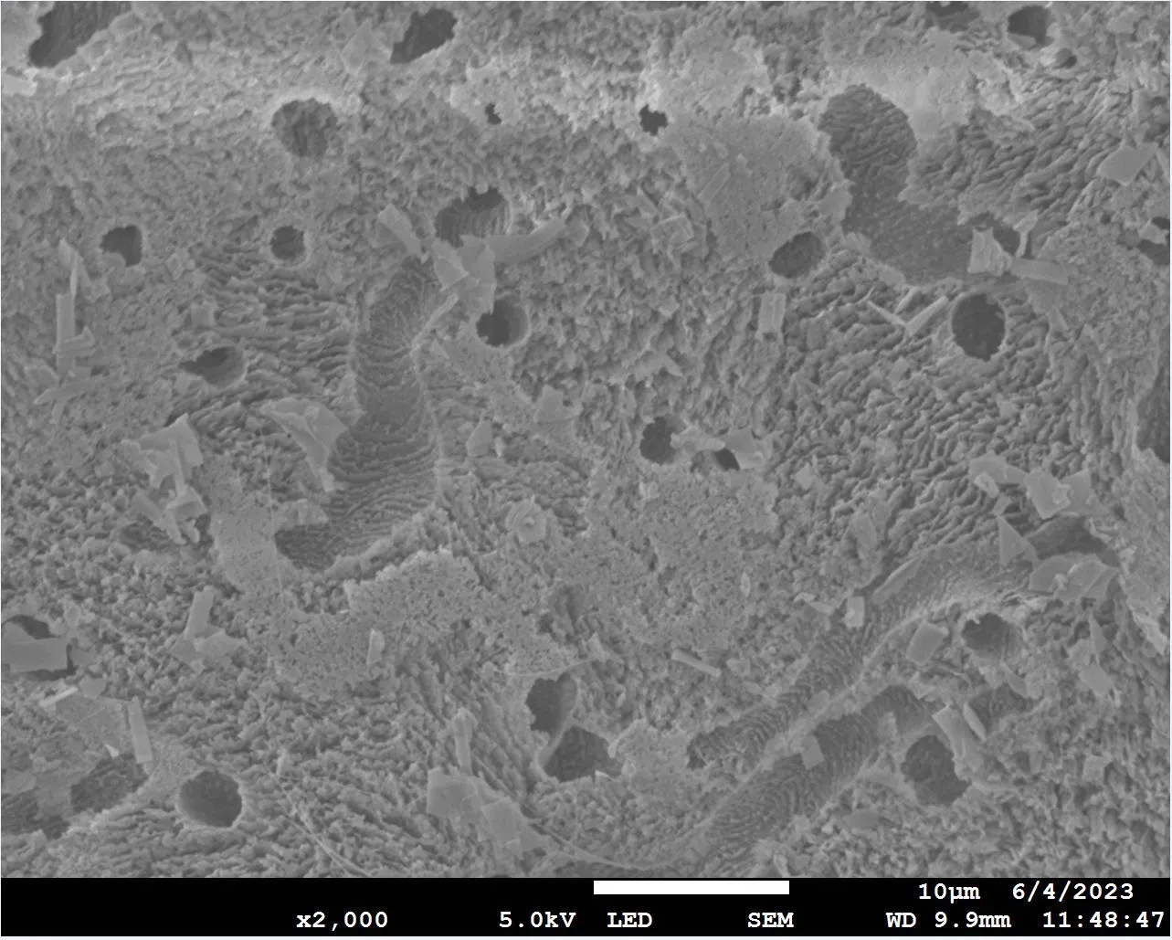 SEM - cross face